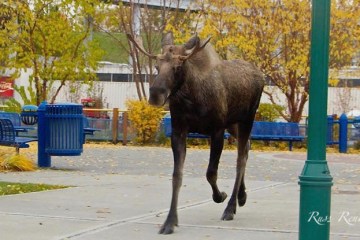 Moose in city